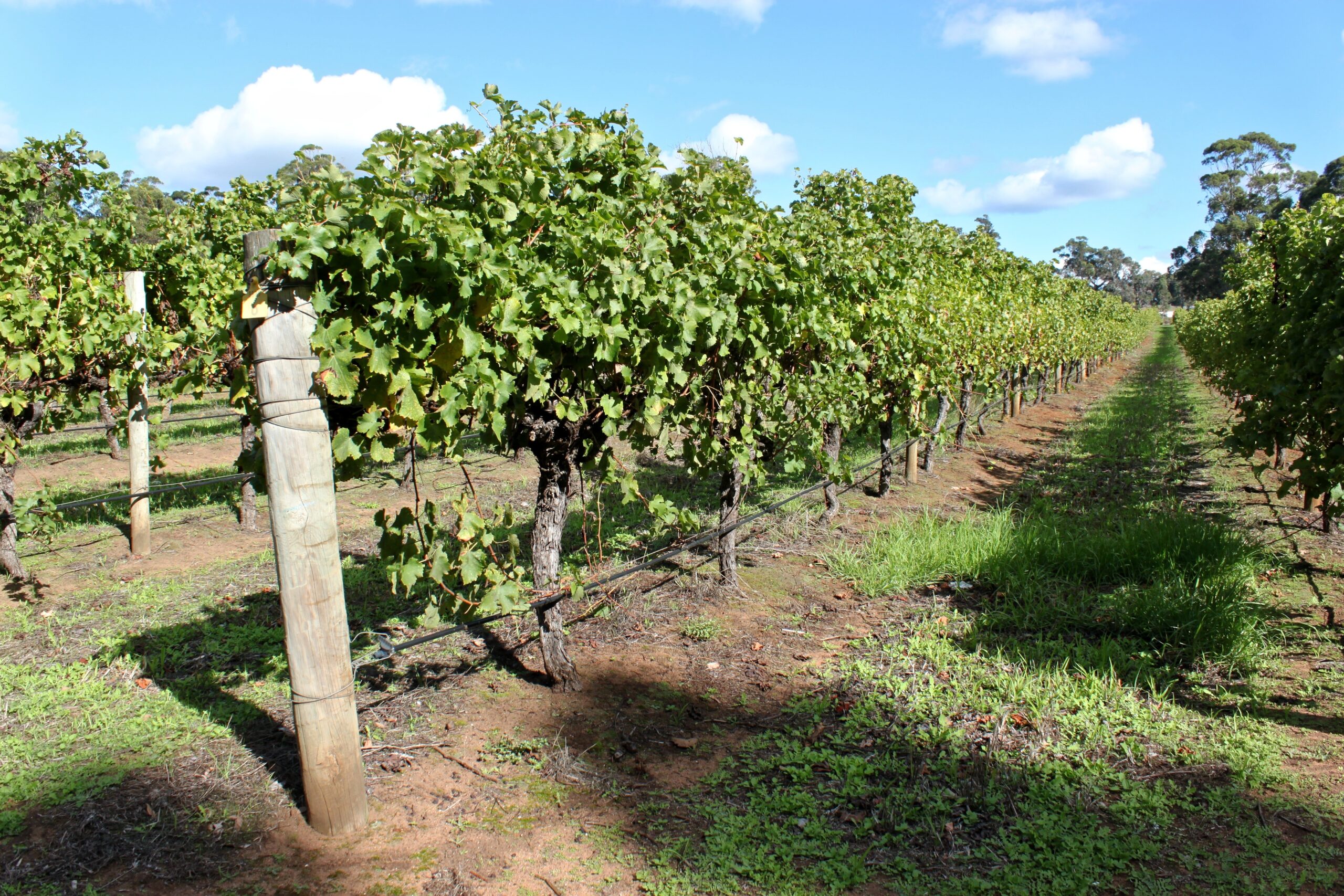 grape-vineyard-wine-field-farm-green-886222-pxhere